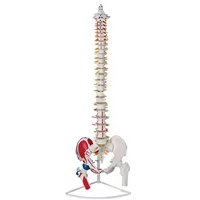 مولاژ لگن خاصره و ستون فقرات رنگی