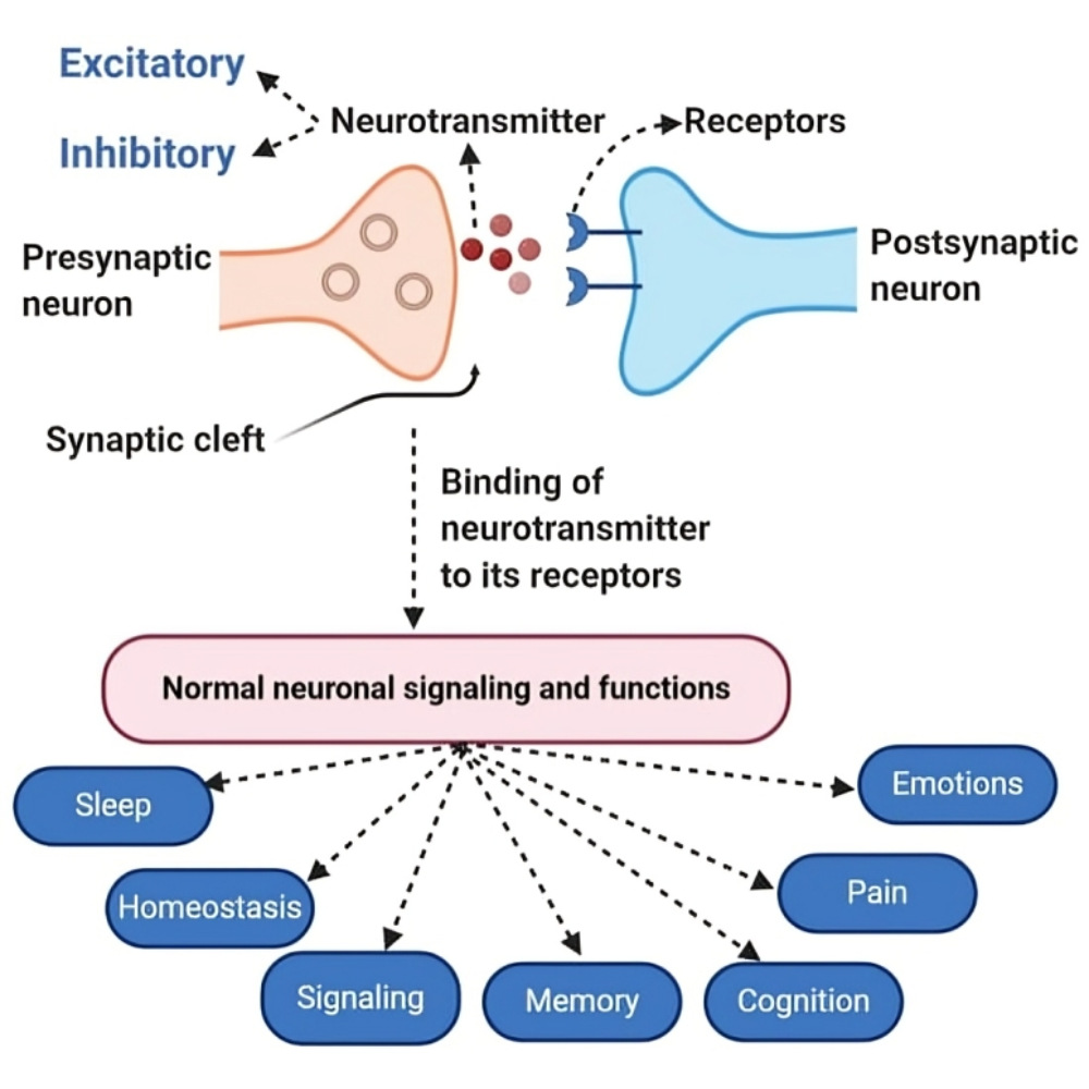 ناقلهای عصبی (Neurotransmitters)